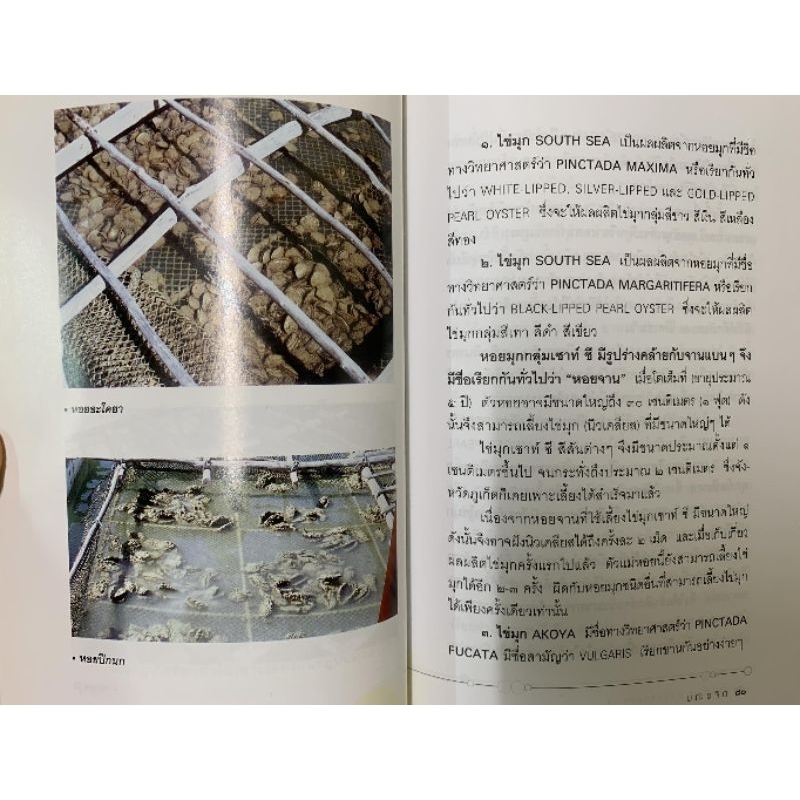 หนังสือ ไข่มุก ราชินีแห่งท้องทะเล รูปที่ 4